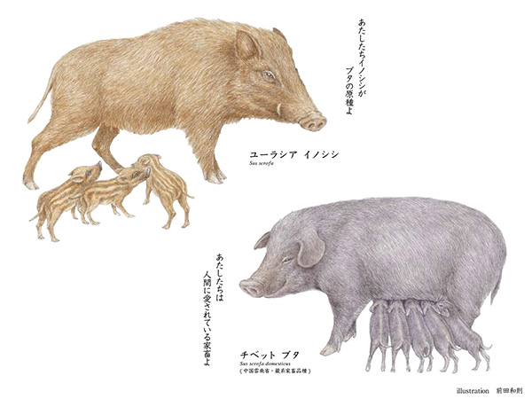 似姿遺質 「原種イノシシ VS 家畜ブタ」