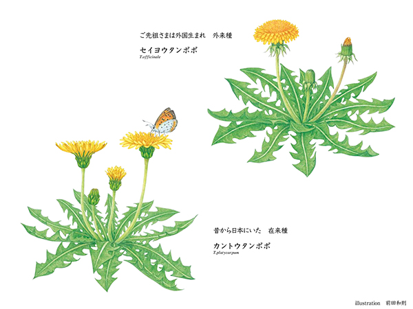 似姿違質「在来種カントウタンポポ VS 外来種セイヨウタンポポ」