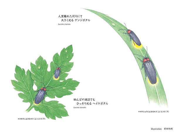 似姿違質「ゲンジボタル VS ヘイケボタル」