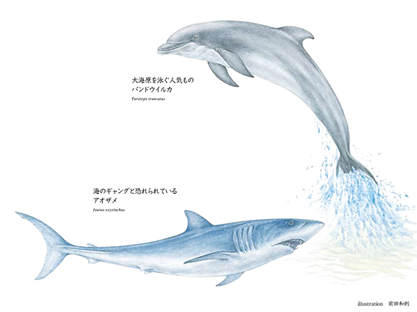 似姿違質「イルカ VS サメ」