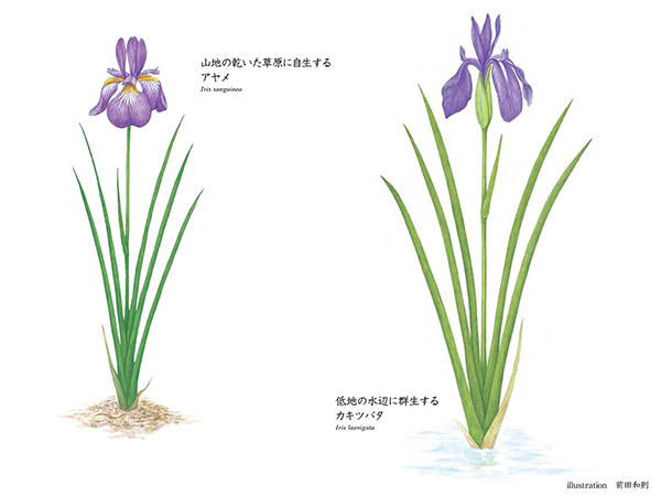 似姿違質「アヤメ VS カキツバタ」