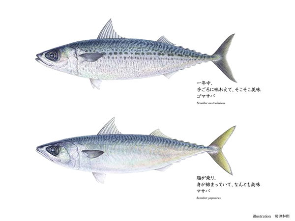 似姿違質「マサバ VS ゴマサバ」