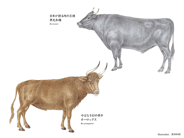 似姿違質「オーロックス VS 黒毛和種」