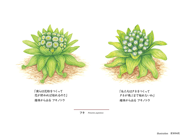 似姿違質「雄株から出るフキノトウ VS 雌株から出るフキノトウ」