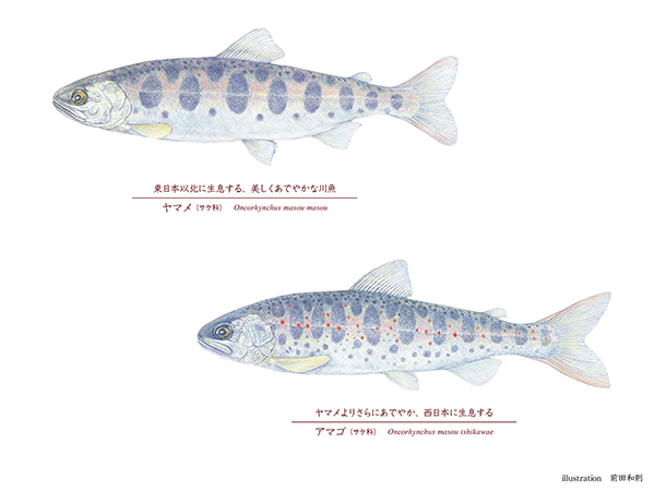 似姿違質「ヤマメ VS アマゴ」