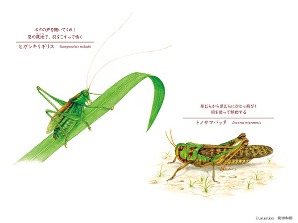 似姿違質「ヒガシキリギリス VS トノサマバッタ」