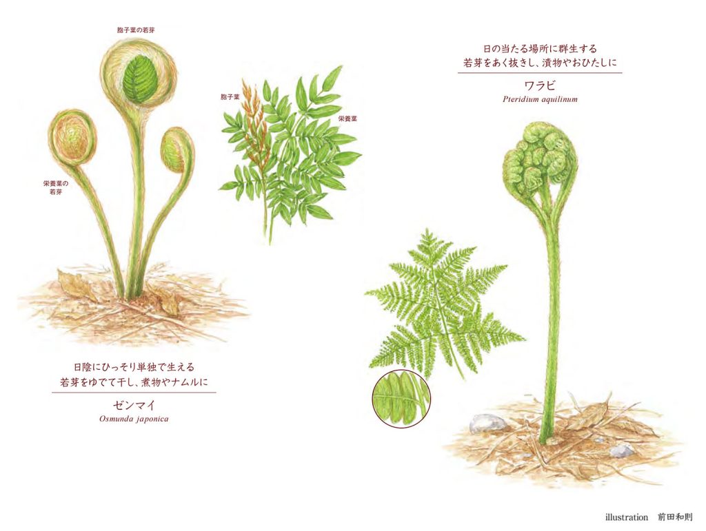 似姿違質「ゼンマイ VS ワラビ」