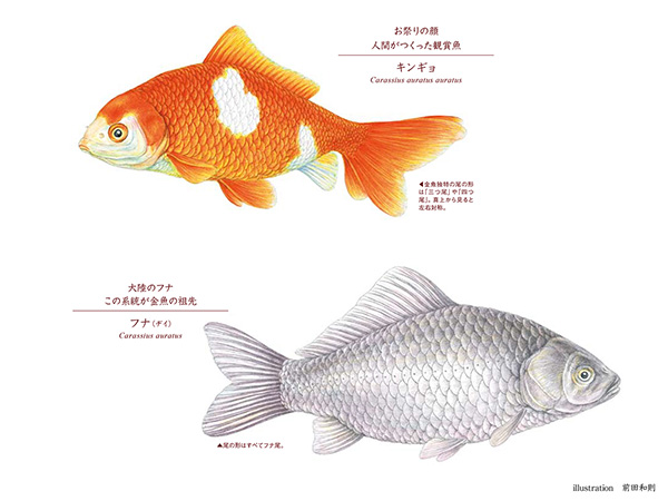 似姿違質「キンギョ VS フナ」