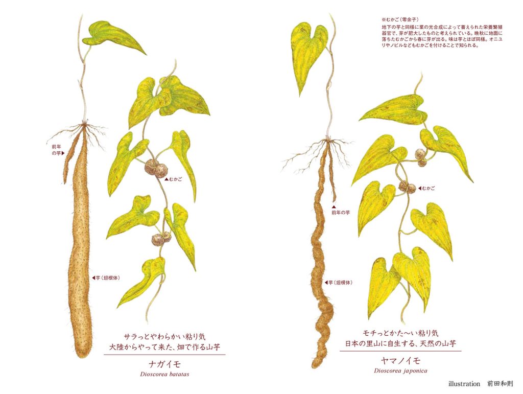 似姿違質「ヤマノイモ VS ナガイモ」