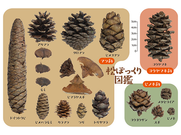 観察法のイロハのイ 自然が生んださまざまな形を集めよう 松ぼっくり拾い